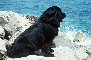 Kallen Marc Ferrero: NEWFOUNDLAND - dog on rock