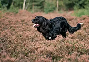 Newfoundlands: Newfoundland DOG - running through heather