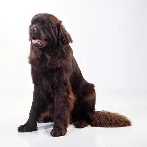 Newfoundlands: NEWFOUNDLAND DOG - SITTING