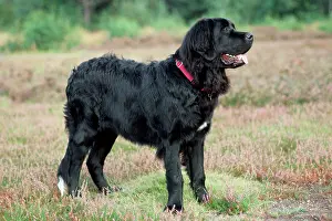 Newfoundland: NEWFOUNDLAND DOG - STANDING