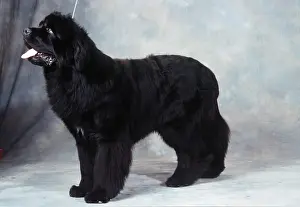 Newfoundland: NEWFOUNDLAND DOG - standing