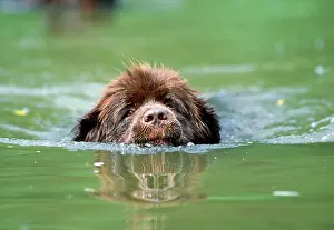 Newfoundland: Newfoundland Dog - swimming in river