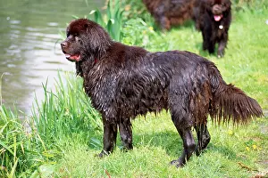 Newfoundland: Newfoundland Dog - wet, by river