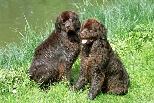 Newfoundlands: Newfoundland Dogs