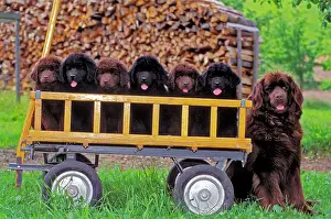Cart: Newfoundland female dog sitting, with six black