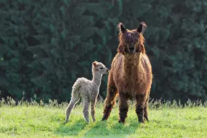 Llama: A newly born white alpaca (Vicugna pacos) stands next to its brown mother on a green meadow in hilly terrain