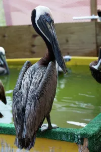 Cleaned: Newly Cleaned Brown Pelican