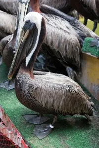 Cleaned: Newly Cleaned Brown Pelican