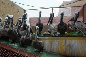 Cleaned: Newly Cleaned Brown Pelicans