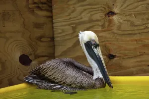 Cleaned: Newly Cleaned Pelican after Rescue