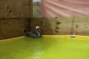 Rescue: Newly Cleaned Pelican after Rescue