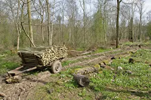 Trailer: Newly coppiced area - with coppiced wood on traditional