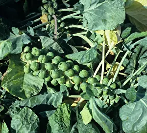 Sprouts: Newly Cut Brussels Sprouts