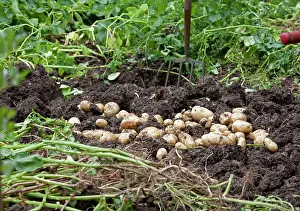 Potatoes: Newly dug potatoes lying on soil