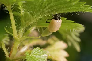 Bipunctata: Newly emerged adult 2 Spot ladybird
