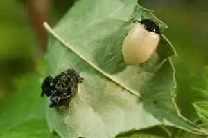 Bipunctata: Newly emerged adult 2 Spot ladybird with pupal case