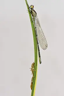 Devon: Newly emerged azure damselfly