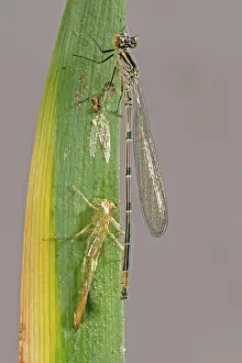 Devon: Newly emerged azure damselfly
