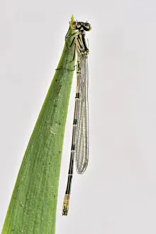 Devon: Newly emerged azure damselfly