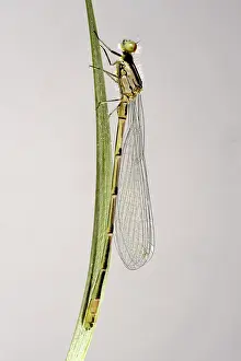 Devon: Newly emerged azure damselfly