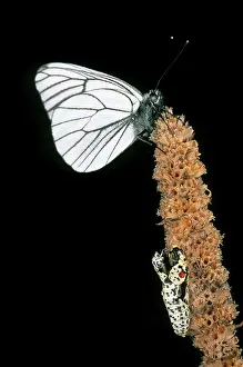 Aporia: Newly emerged Black-veined White butterfly