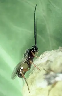 Glomerata: Newly Emerged braconid wasp