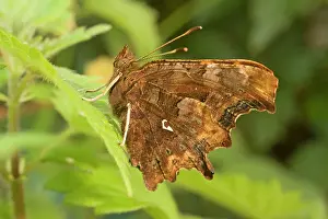 Comma: Newly emerged Comma Butterfly