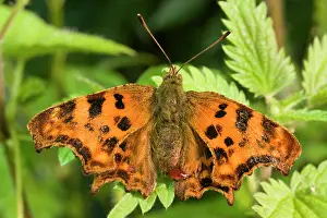 Comma: Newly emerged Comma Butterfly