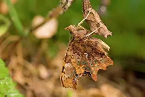 Comma: Newly emerged Comma Butterfly on pupal case