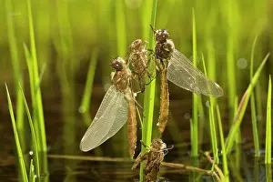 Exuviae: Newly-emerged dragonflies with nymphal cases (exuviae)
