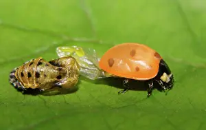 Case: Newly Emerged Ladybug