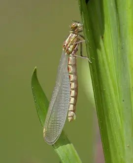 Damselfly: Newly Emerged Large Red Damselfly - female - resting