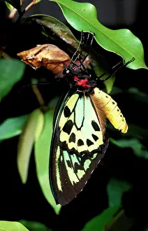 Birdwing: Newly emerged male Cairns birdwing butterfly