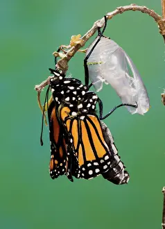 Changing: Newly-emerged Monarch Butterfly