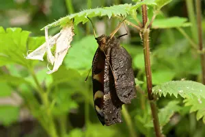 Inachis: Newly emerged Peacock Butterfly with pupal case