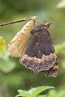 Urticae: Newly emerged Small Tortoisehell Butterfly with pupal case