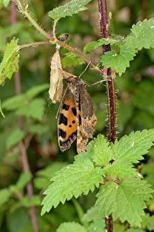 Urticae: Newly emerged Small Tortoiseshell Butterfly with pupal case