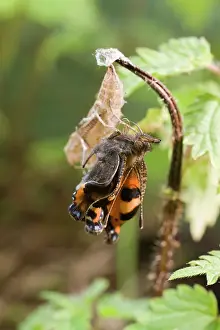 Urticae: Newly emerged Small Tortoiseshell Butterfly on pupal case