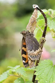 Urticae: Newly emerged Small Tortoishell Butterfly on pupal case