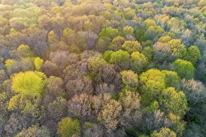 Emerging: Newly emerging leaves on trees in the spring, Marion