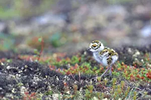 Pluvialis: Newly hatched American Golden-Plover