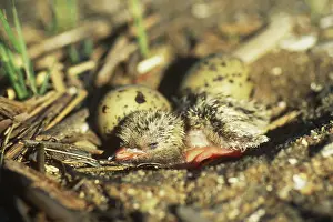 Connecticut: Newly-hatched Common Tern chick