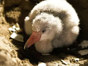 Newly hatched Greater Flamingo chick