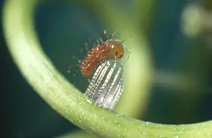 Nymphalid: Newly Hatched Gulf Fritillary