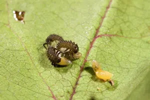 Unhatched: Newly hatched Harelequin Ladybird larvae feeding