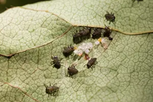 Axyridis: Newly hatched Harlequin Ladybird larvae