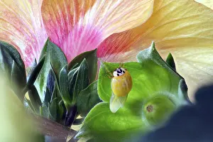 Drying: A newly hatched ladybird (Coccinellidae) dries its wings on a leaf in front of a large
