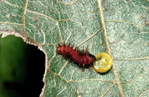Birdwing: Newly hatched larva / Caterpillar of Cairns birdwing