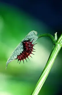 Birdwing: Newly hatched larva / Caterpillar of Cairns birdwing
