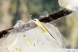 Taricha: Newly Hatched Newt Larvae
